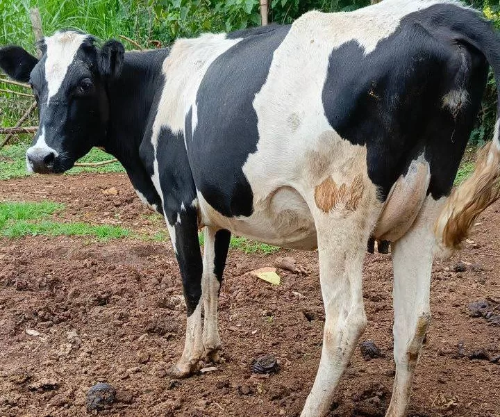 HOLSTEIN HEIFER INCALF 7 MONTHS FOR SALE