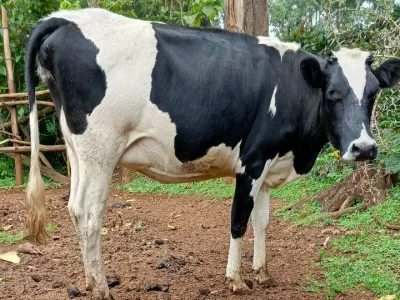 HOLSTEIN HEIFER INCALF 7 MONTHS FOR SALE