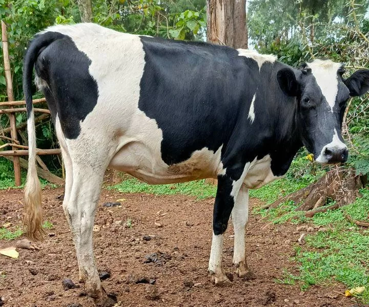 HOLSTEIN HEIFER INCALF 7 MONTHS FOR SALE