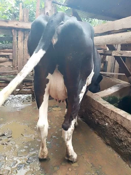 FRIESIAN COW IS STILL ON SALE AT EMBU