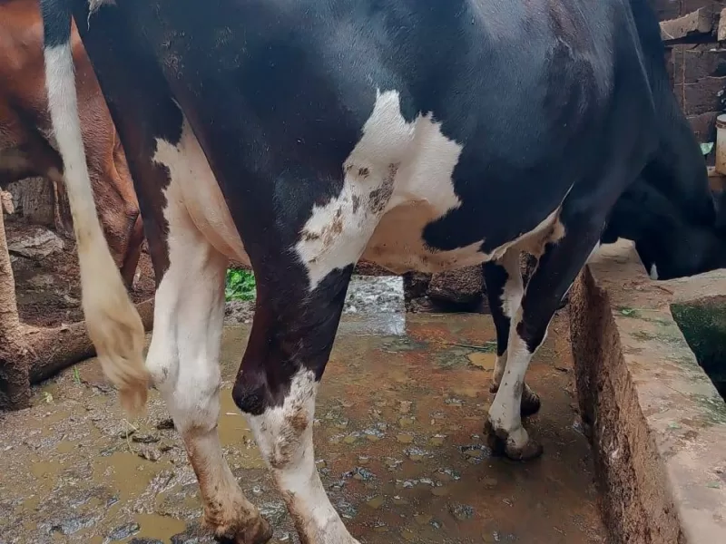 FRIESIAN COW IS STILL ON SALE AT EMBU