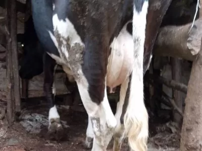 FRIESIAN COW IS STILL ON SALE AT EMBU