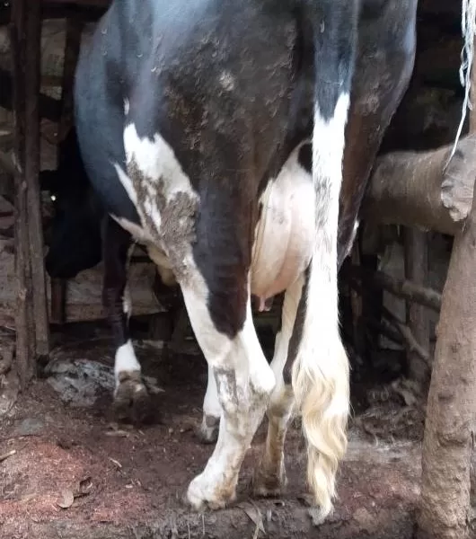 FRIESIAN COW IS STILL ON SALE AT EMBU