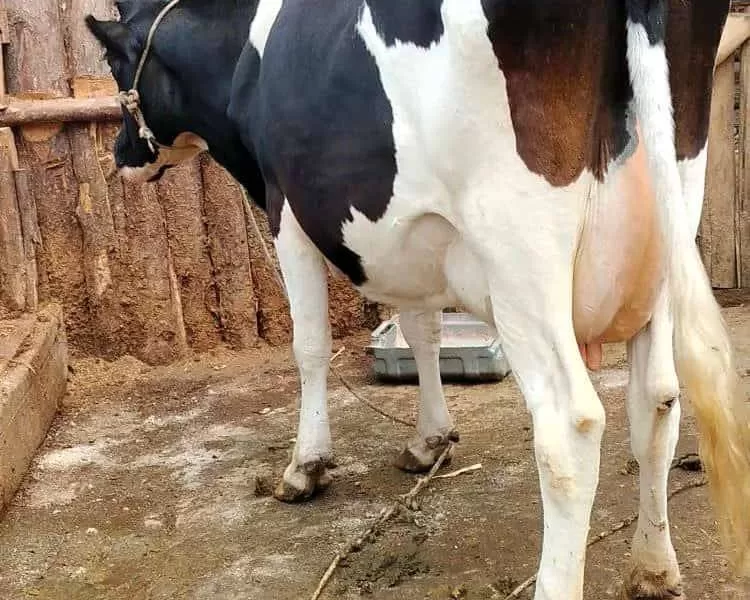 ON SALE SUPER PEDIGREE HIGH YIELDER 8.5 MONTHS INCALF SECOND TIMER